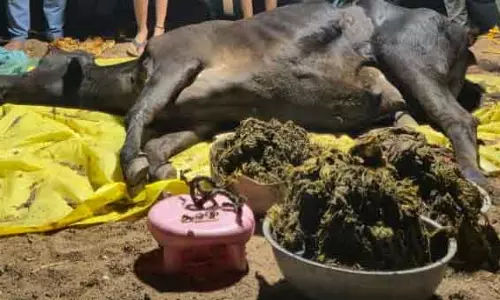 गाय के पेट से निकाली गई 80 किलो पॉलीथीन, सर्जरी सफल