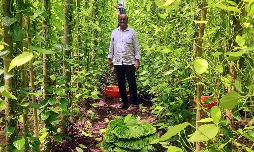 रबाकवि बनहट्टी: वह पान जिससे अच्छी आमदनी होती थी