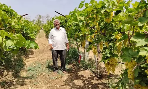 Mulgund : एक किसान जिसने सोनालिक अंगूर की खेती की जिसकी मांग बहुत अधिक है Mulgund : एक किसान जिसने सोनालिक अंगूर की खेती की जिसकी मांग बहुत अधिक है