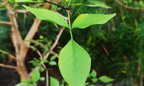 बेल के पत्तों में छिपे हैं अजब-गजब गुण! शोध में खुलासा बेल के पत्तों में छिपे हैं अजब-गजब गुण! शोध में खुलासा