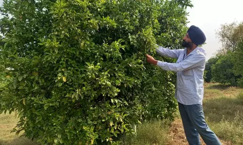 Sirsa का किसान बिना किसी खर्च और रसायन के उगा रहा है फसल Sirsa का किसान बिना किसी खर्च और रसायन के उगा रहा है फसल