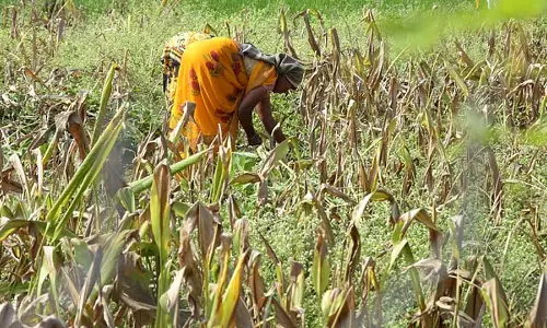 Andhra: दुग्गीराला में हल्दी किसानों को जून के अंत तक मिलेगी आग से राहत