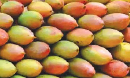 Totapuri आम पर प्रतिबंध हटाएँ: सिद्धारमैया ने आंध्र के सीएम को लिखा पत्र