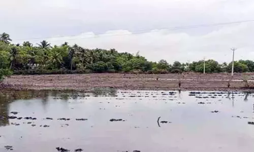 धान के खेतों में खारे पानी का भराव जारी; कलेक्टर के आदेश से घास के दाम बढ़े