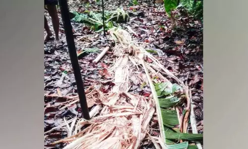 Kerala : मुल्लारिंगट्टू में जंगली हाथियों का फिर हमला, फसलें नष्ट