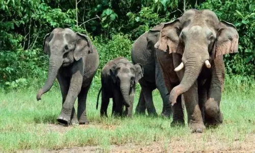 Kerala : जंगली हाथियों के झुंड ने एओलिकुशी में फसलों को नष्ट कर दिया