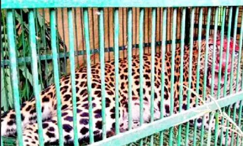 तराई के चाय बागानों में WWF-इंडिया के राज्य कार्यालय द्वारा तेंदुआ-मानव संघर्ष पर वार्ता आयोजित की