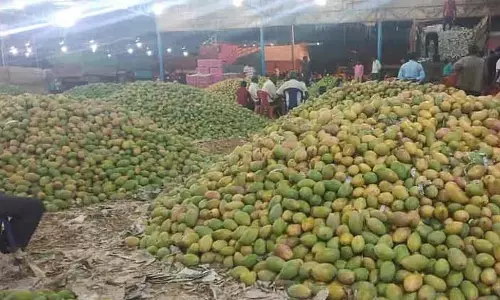 कीमतों में गिरावट: आम उत्पादक संकट में