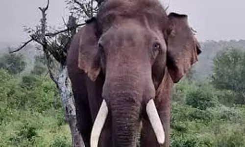 Kerala : वंडिपेरियार में जंगली हाथी ने एस्टेट कर्मचारी पर हमला किया Kerala : वंडिपेरियार में जंगली हाथी ने एस्टेट कर्मचारी पर हमला किया