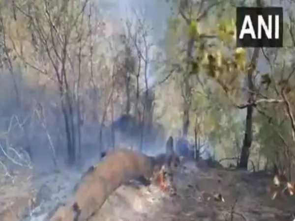 NH-144A के पास जंगल में लगी आग पर काबू पाया गया NH-144A के पास जंगल में लगी आग पर काबू पाया गया