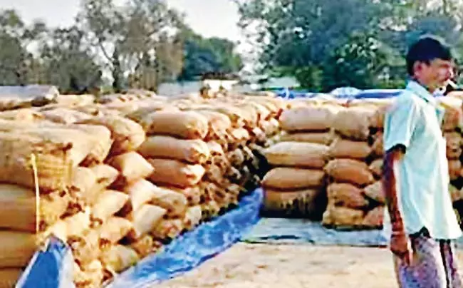 कड़ी मेहनत से काटी गई फसल को बेचने के लिए कठिनाइयों का सामना करना पड़ रहा कड़ी मेहनत से काटी गई फसल को बेचने के लिए कठिनाइयों का सामना करना पड़ रहा