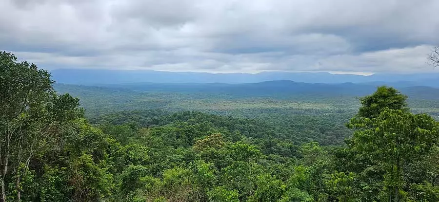 सारंगपानी खनन: अनुमान है कि सत्रह हज़ार पेड़ नष्ट हो सकते हैं सारंगपानी खनन: अनुमान है कि सत्रह हज़ार पेड़ नष्ट हो सकते हैं