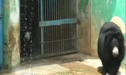 नए मेहमान लाए जा रहे मैत्री बाग चिड़ियाघर में