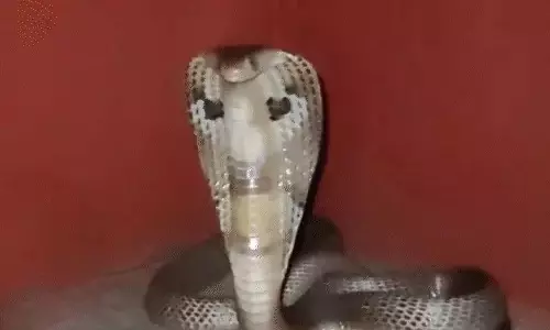 हनुमान मंदिर में नाग सांप निकला, पुजारी के उड़े होश