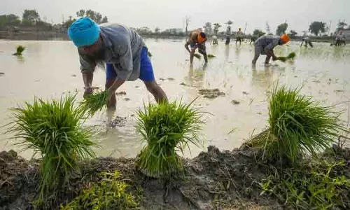 Punjab में भीषण गर्मी के कारण धान की बुआई धीमी