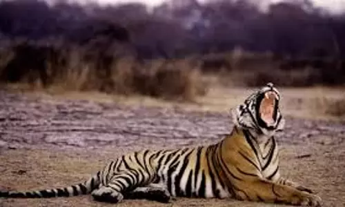 Assam: बाघ की मौत ने मानव-वन्यजीव संघर्ष में वृद्धि को उजागर किया