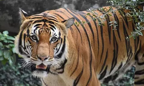 कुलतली में बाघ के पैरों के निशान से फिर दहशत