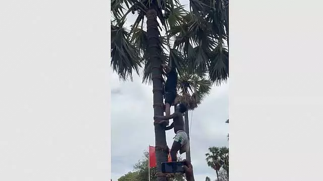 मौत का संघर्ष: ताड़ के पेड़ पर चढ़ गया सीमन मौत का संघर्ष: ताड़ के पेड़ पर चढ़ गया सीमन