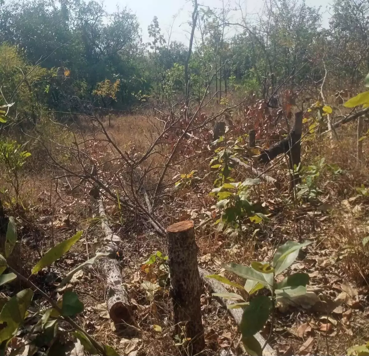Telangana: भ्रष्टाचार-अवैध भूमि बिक्री ने पोडू समस्या को एक नया आयाम दिया Telangana: भ्रष्टाचार-अवैध भूमि बिक्री ने पोडू समस्या को एक नया आयाम दिया