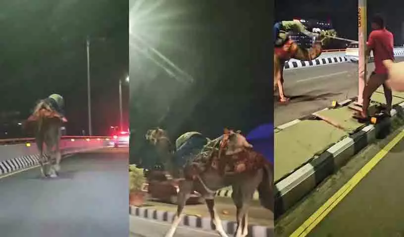हैदराबाद के PVNR एक्सप्रेसवे पर नशे में धुत शख्स ने ऊंट की सवारी की हैदराबाद के PVNR एक्सप्रेसवे पर नशे में धुत शख्स ने ऊंट की सवारी की
