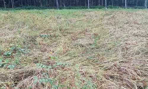 मौसम में उतार-चढ़ाव: फसल नुकसान के लिए बीमा एक सहारा है