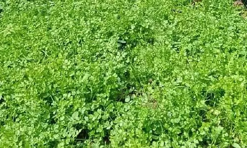 अल्फाल्फा सस्ता है; सब्जी में कमी अल्फाल्फा सस्ता है; सब्जी में कमी
