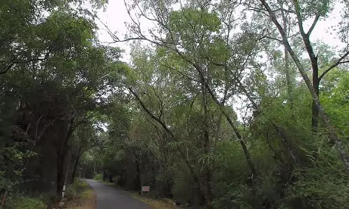 हवा और बारिश से संभावित आपदा: खतरनाक पेड़ों को हटाने की मांग हवा और बारिश से संभावित आपदा: खतरनाक पेड़ों को हटाने की मांग