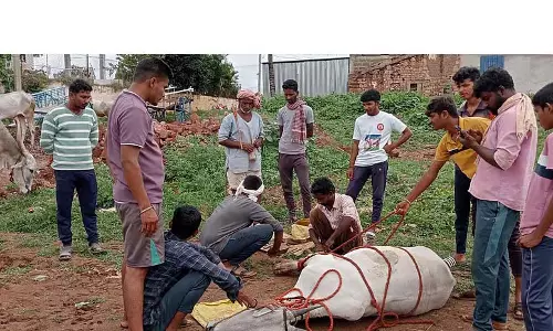 मानसून की बुआई लगभग पूरी हो चुकी है; खरपतवार से निपटने की तैयारी चल रही मानसून की बुआई लगभग पूरी हो चुकी है; खरपतवार से निपटने की तैयारी चल रही