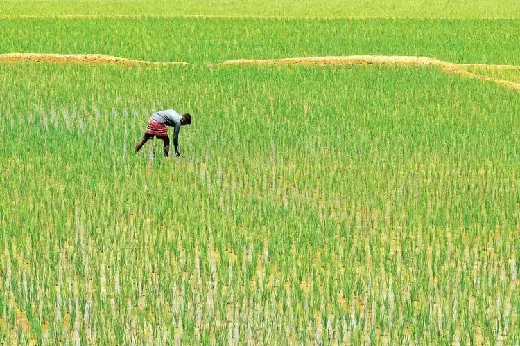 Kerala  बैंक के नेतृत्व वाला संघ धान खरीद को बढ़ावा देगा