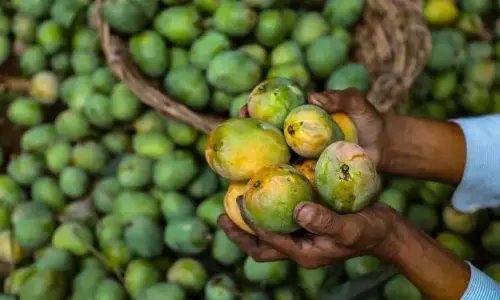 AP ने आम किसानों को सहायता देने के लिए 168 करोड़ रुपये की सब्सिडी की घोषणा की AP ने आम किसानों को सहायता देने के लिए 168 करोड़ रुपये की सब्सिडी की घोषणा की