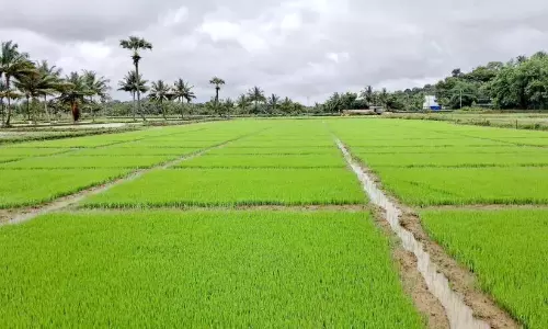समूह कृषि परियोजना; 300 एकड़ धान के खेत खेती के लिए तैयार