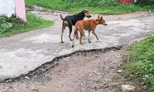 Kerala : कलमंडपम में गली के कुत्तों का आतंक