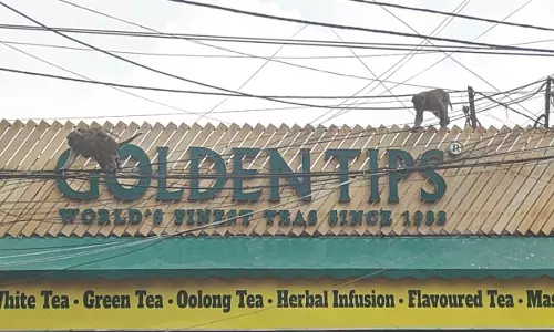 Darjeeling नगर पालिका बंदरों की समस्या से निपटने के लिए नसबंदी की योजना बना रही