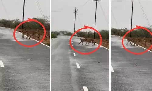 MP: मुरैना में कुनो नेशनल पार्क के बाहर चीतों का झुंड भटका, ग्रामीणों में दहशत MP: मुरैना में कुनो नेशनल पार्क के बाहर चीतों का झुंड भटका, ग्रामीणों में दहशत
