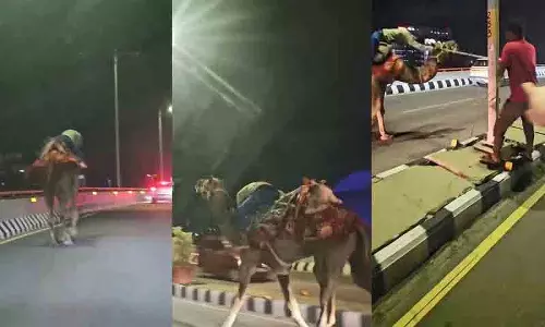 हैदराबाद के PVNR एक्सप्रेसवे पर नशे में धुत शख्स ने ऊंट की सवारी की हैदराबाद के PVNR एक्सप्रेसवे पर नशे में धुत शख्स ने ऊंट की सवारी की