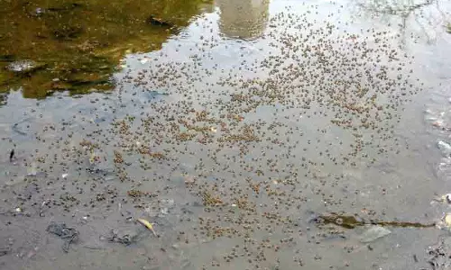 Amritsar प्रशासन डेंगू प्रकोप से निपटने के लिए तैयार Amritsar प्रशासन डेंगू प्रकोप से निपटने के लिए तैयार