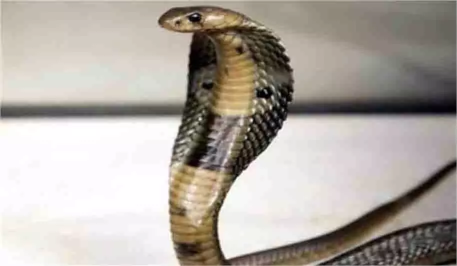 MP News: महिला रसोई में खाना बना रही थी तभी अचानक सांप ने डस लिया,मौत MP News: महिला रसोई में खाना बना रही थी तभी अचानक सांप ने डस लिया,मौत