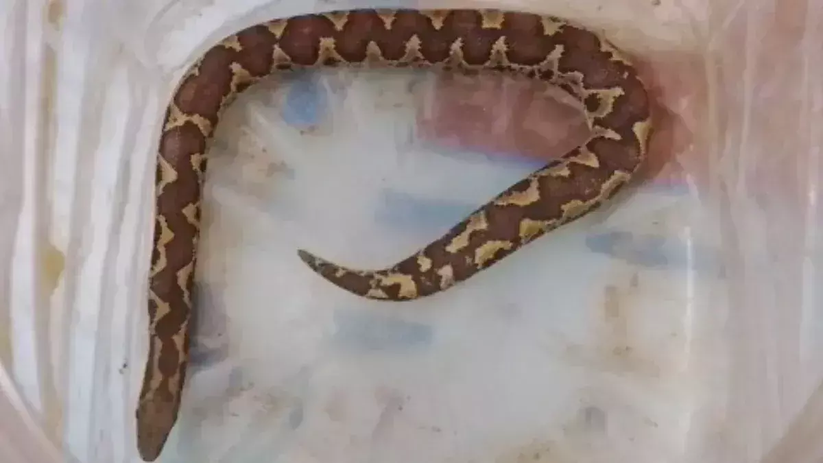 Mirzapur: सर्पदंश से बच्ची की मौत, इलाज की जगह झाड़-फूंक में उलझे परिजन Mirzapur: सर्पदंश से बच्ची की मौत, इलाज की जगह झाड़-फूंक में उलझे परिजन