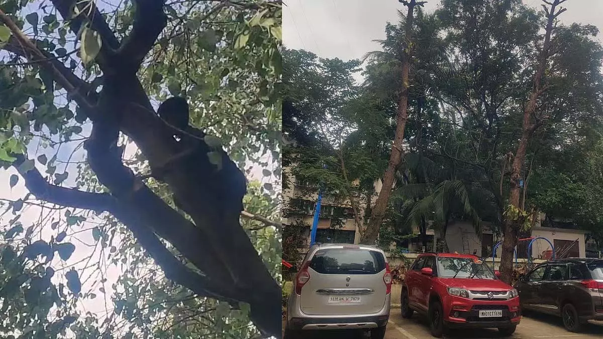 Mumbai : नाबालिग को बारिश में पेड़ काटने के लिए मजबूर किया गया Mumbai : नाबालिग को बारिश में पेड़ काटने के लिए मजबूर किया गया