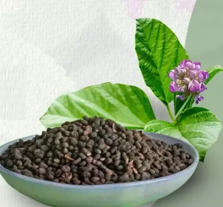 त्वचा रोग हो या डैंड्रफ, कारगर है औषधीय गुणों से भरपूर बाकुची त्वचा रोग हो या डैंड्रफ, कारगर है औषधीय गुणों से भरपूर बाकुची