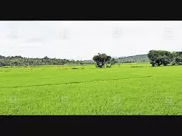 पन्नालामपदम-कोरांचिरा सड़क की उपेक्षा के विरोध में गड्ढों में धान बोया गया पन्नालामपदम-कोरांचिरा सड़क की उपेक्षा के विरोध में गड्ढों में धान बोया गया