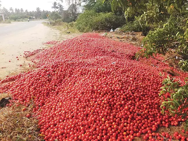 Andhra : टमाटर की खेती करने वाले किसानों को ओजी फ्लाई ने बहुत नुकसान पहुंचाया Andhra : टमाटर की खेती करने वाले किसानों को ओजी फ्लाई ने बहुत नुकसान पहुंचाया