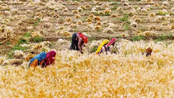 ग्रामीण कृषि नौकरियों में गिरावट के कारण मई में बेरोजगारी दर 5.6% पर पहुंची ग्रामीण कृषि नौकरियों में गिरावट के कारण मई में बेरोजगारी दर 5.6% पर पहुंची