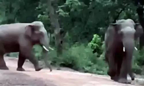 डेढ़ सौ हाथियों ने रायगढ़ जंगल में डाला डेरा, ग्रामीणों को अलर्ट रहने के निर्देश