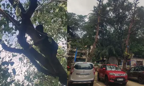 Mumbai : नाबालिग को बारिश में पेड़ काटने के लिए मजबूर किया गया Mumbai : नाबालिग को बारिश में पेड़ काटने के लिए मजबूर किया गया