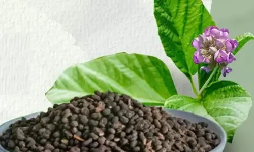 त्वचा रोग हो या डैंड्रफ, कारगर है औषधीय गुणों से भरपूर बाकुची