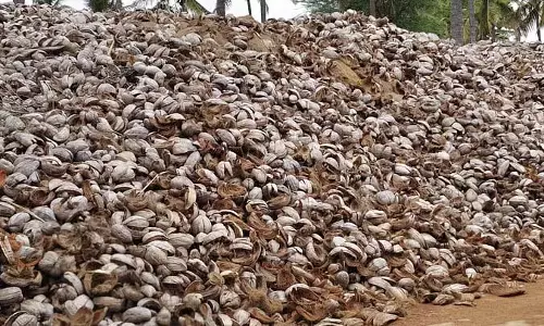 Karnataka : नारियल के छिलकों की मांग बढ़ी Karnataka : नारियल के छिलकों की मांग बढ़ी