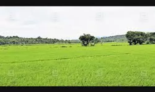 पन्नालामपदम-कोरांचिरा सड़क की उपेक्षा के विरोध में गड्ढों में धान बोया गया पन्नालामपदम-कोरांचिरा सड़क की उपेक्षा के विरोध में गड्ढों में धान बोया गया