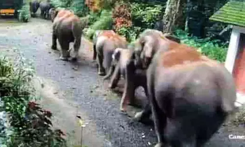 Kerala : हाथियों के झुंड ने घर के पिछवाड़े में फैलाया आतंक