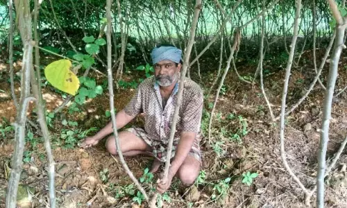 Kerala : तीन सेंट का मालिक, तीन एकड़ का किसान
